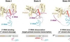 开云足球直播-SHR逆转BRO，Upset绝境逆转