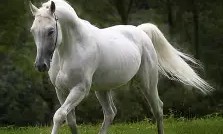 开云体育平台APP-包含马竞主席发表战略计划，决心取得胜利的词条