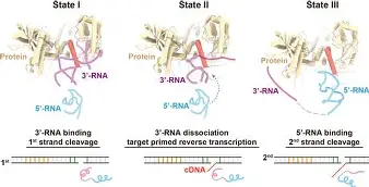 SHR逆转BRO，Upset绝境逆转