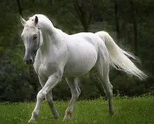 包含马竞主席发表战略计划，决心取得胜利的词条