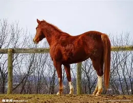 包含马竞主席发表战略计划，决心取得胜利的词条